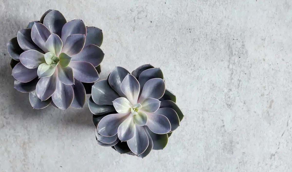 Rust-Oleum Betonivaikutelma spray - Image 3